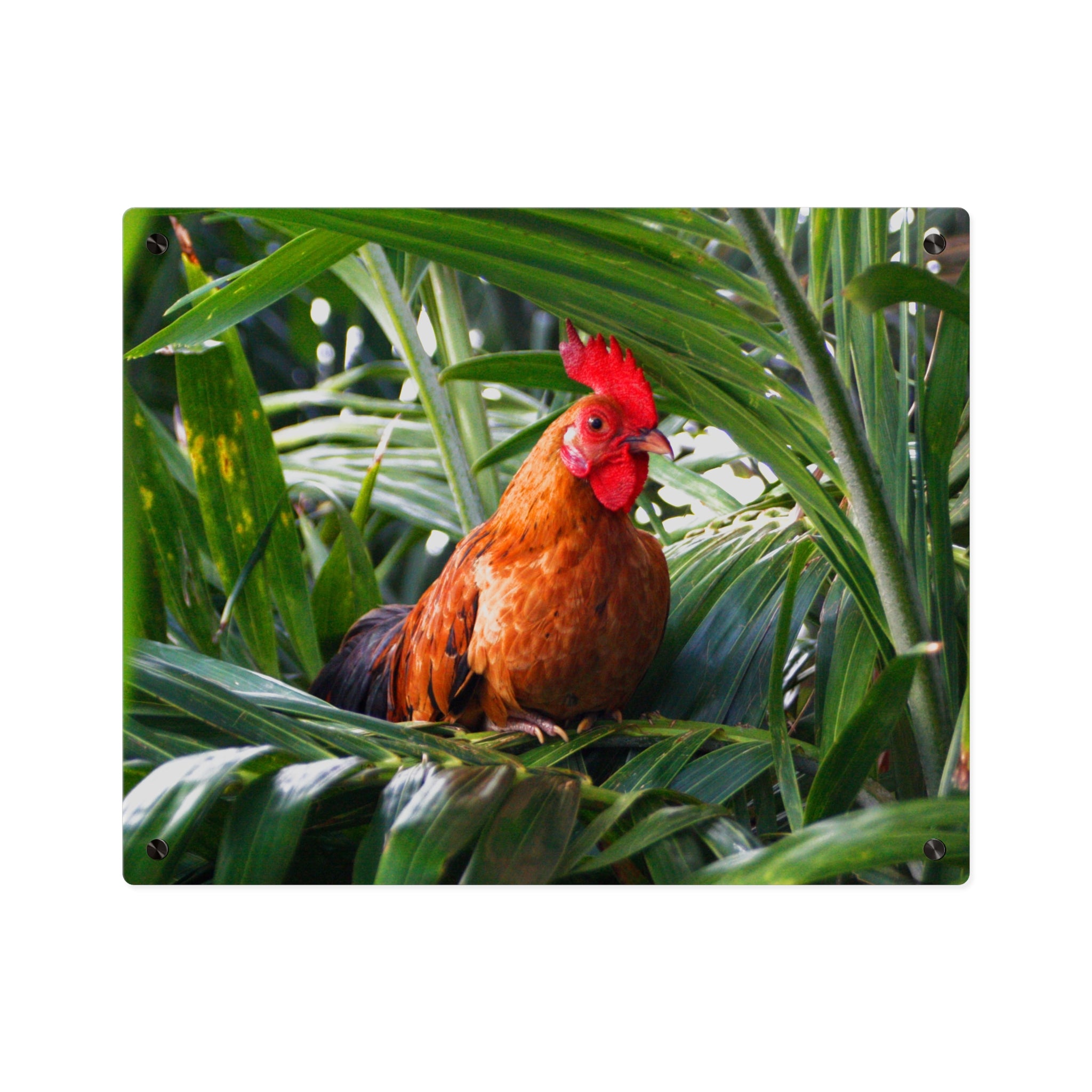 Rooster in Tropics Acrylic Wall Art Panel, Colorful Farm Bird Home Décor, Premium Glossy Acrylic Print, Available in 14x11 and 20x16, Shipping Included
