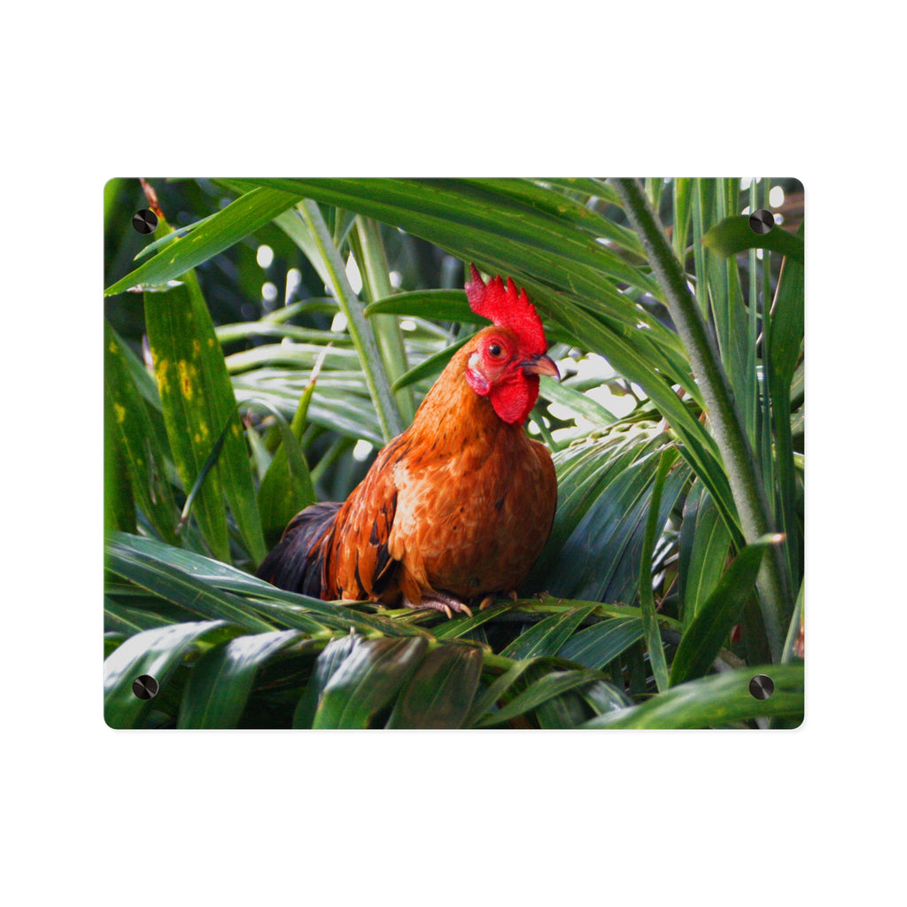 Rooster in Tropics Acrylic Wall Art Panel, Colorful Farm Bird Home Décor, Premium Glossy Acrylic Print, Available in 14x11 and 20x16, Shipping Included