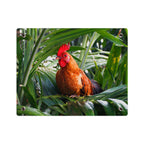 Rooster in Tropics Acrylic Wall Art Panel, Colorful Farm Bird Home Décor, Premium Glossy Acrylic Print, Available in 14x11 and 20x16, Shipping Included