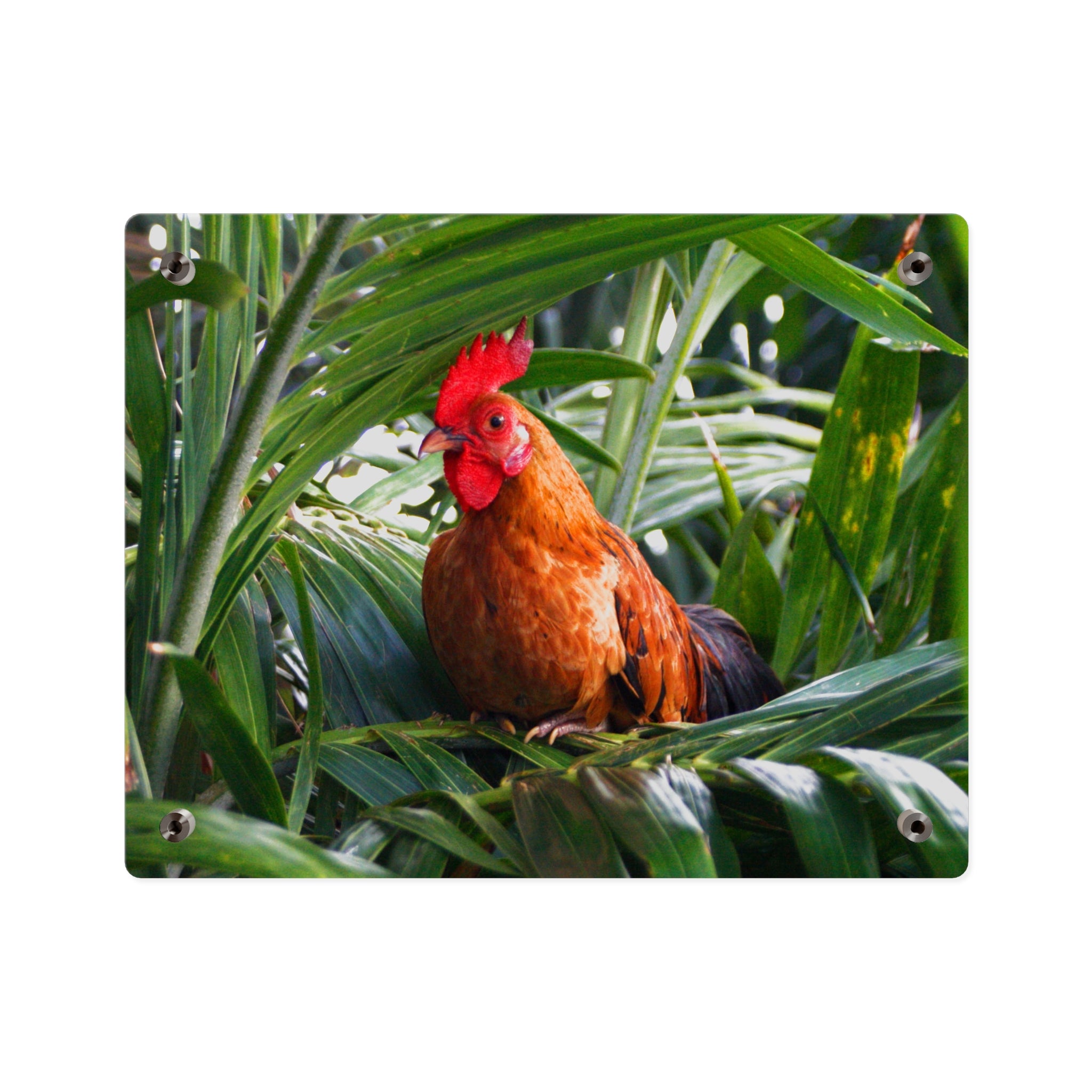 Rooster in Tropics Acrylic Wall Art Panel, Colorful Farm Bird Home Décor, Premium Glossy Acrylic Print, Available in 14x11 and 20x16, Shipping Included